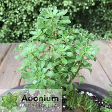 Load image into Gallery viewer, Aeonium spathulatum (ex. Gran Canaria)

