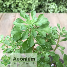 Load image into Gallery viewer, Aeonium spathulatum (ex. Gran Canaria)
