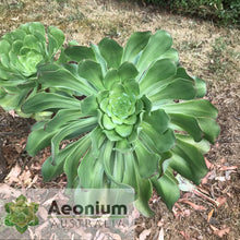 Load image into Gallery viewer, Aeonium urbicum var. meridionale
