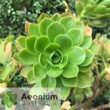 Load image into Gallery viewer, Aeonium x holospathulatum
