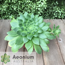 Load image into Gallery viewer, Aeonium x velutinum

