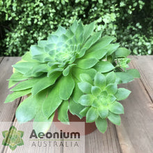 Load image into Gallery viewer, Aeonium x velutinum
