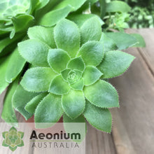 Load image into Gallery viewer, Aeonium x velutinum

