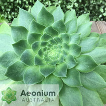 Load image into Gallery viewer, Aeonium x velutinum
