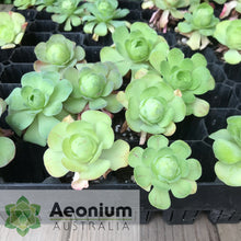 Load image into Gallery viewer, Aeonium diplocyclum (ex. Alojera, La Gomera)
