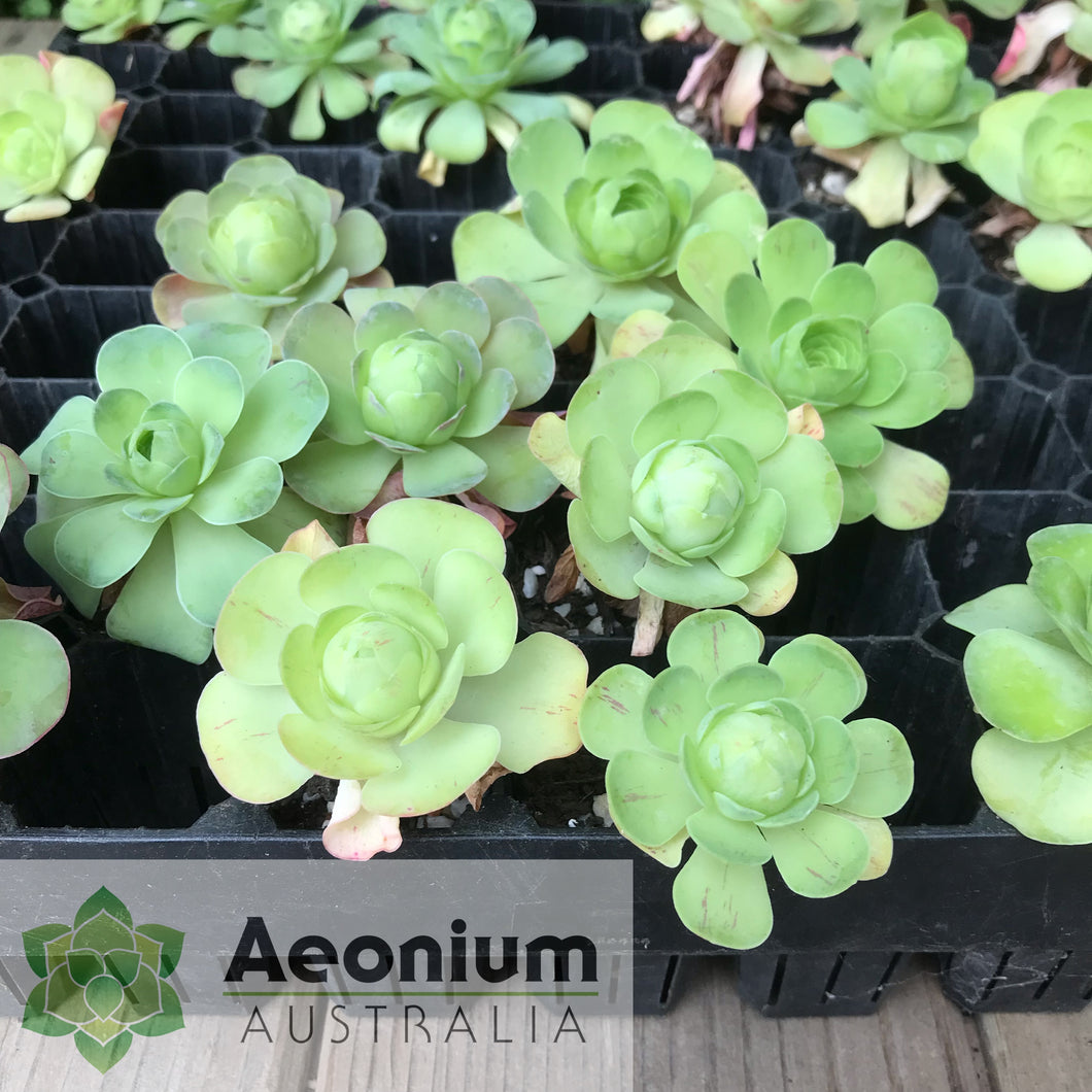 Aeonium diplocyclum (ex. Alojera, La Gomera)