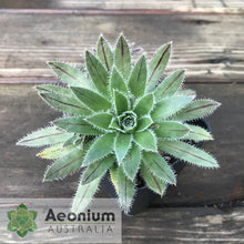 Load image into Gallery viewer, Aeonium simsii
