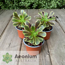 Load image into Gallery viewer, Aeonium &#39;Superbang&#39;
