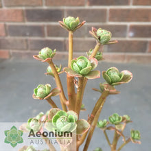 Load image into Gallery viewer, Aeonium spathulatum
