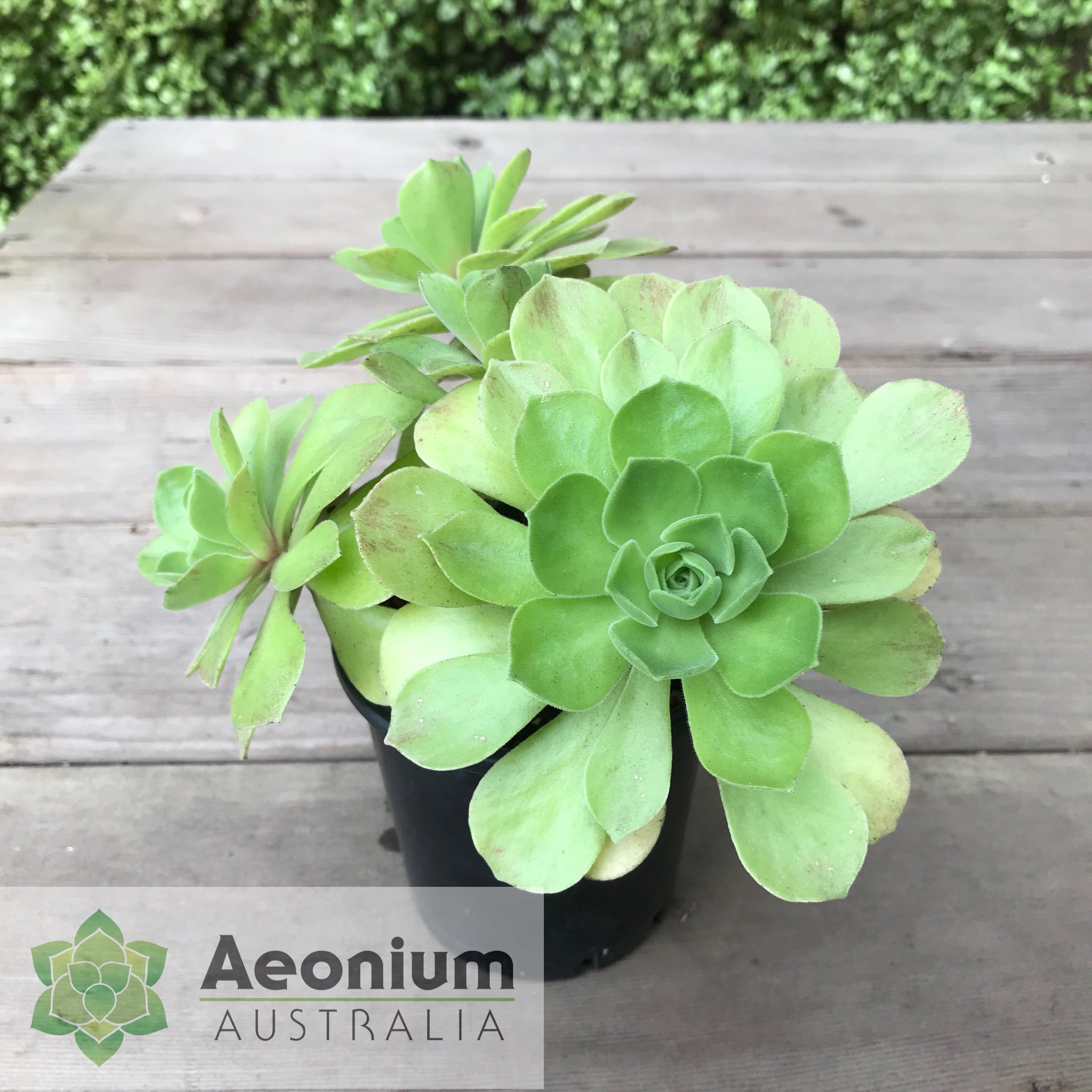 goblin succulent Aeonium 'Goblin'