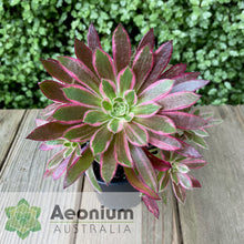 Load image into Gallery viewer, Aeonium &#39;Firecracker&#39; Variegated
