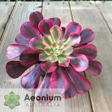 Load image into Gallery viewer, Aeonium &#39;Medusa&#39;
