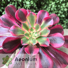Load image into Gallery viewer, Aeonium &#39;Medusa&#39;
