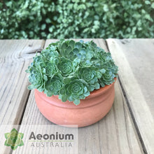 Load image into Gallery viewer, Aeonium aizoon
