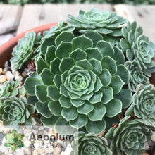 Load image into Gallery viewer, Aeonium aizoon
