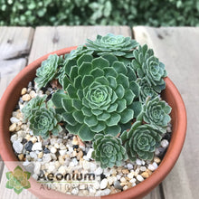Load image into Gallery viewer, Aeonium aizoon
