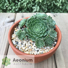 Load image into Gallery viewer, Aeonium aizoon
