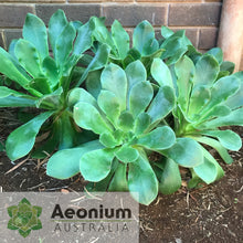 Load image into Gallery viewer, Aeonium cuneatum
