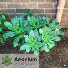 Load image into Gallery viewer, Aeonium cuneatum
