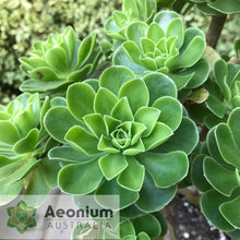 Load image into Gallery viewer, Aeonium x holospathulatum
