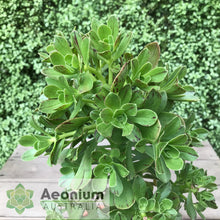 Load image into Gallery viewer, Aeonium x holospathulatum
