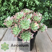 Load image into Gallery viewer, Aeonium &#39;Green Tea&#39;
