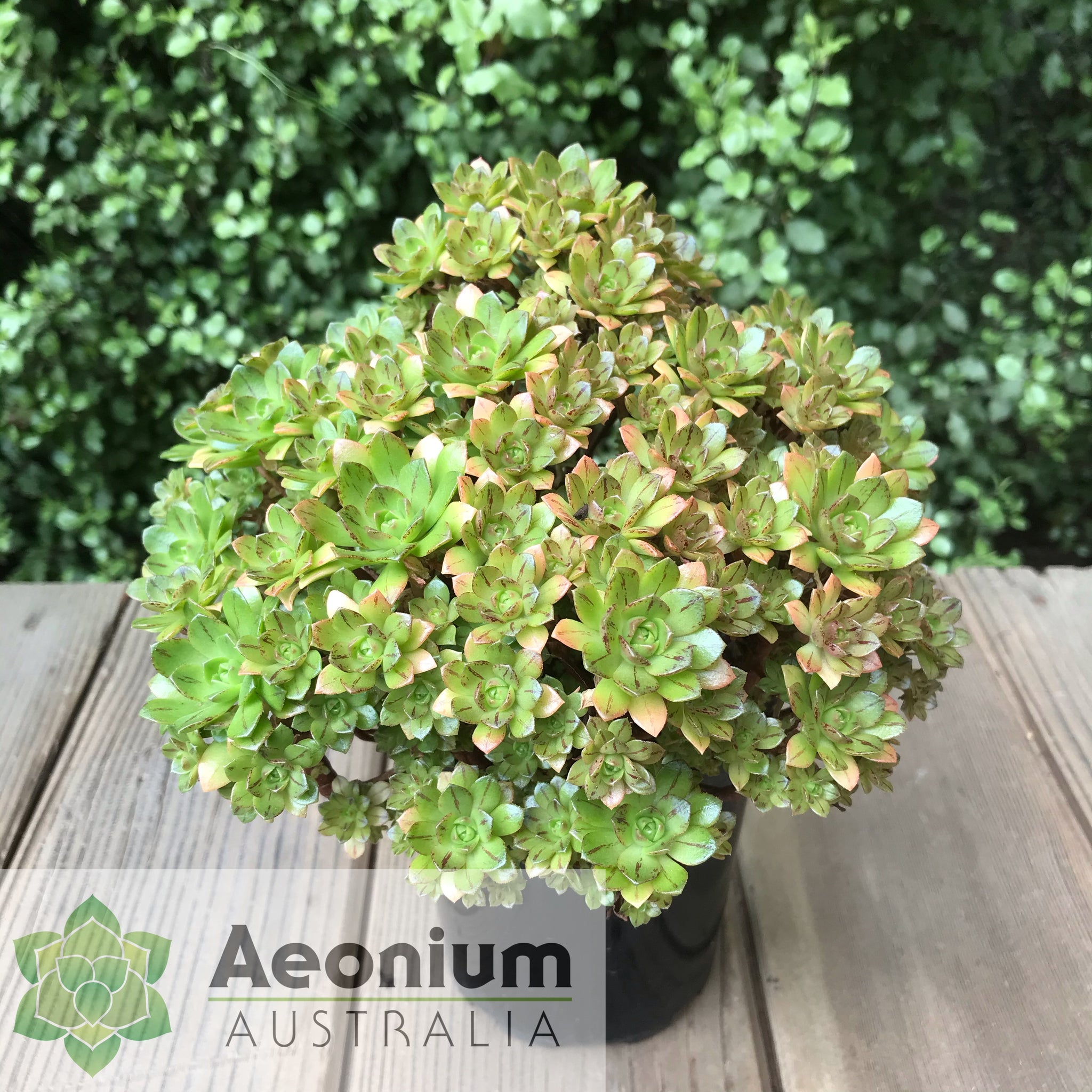 infinite succulent Aeonium 'Infinity'