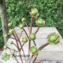 Load image into Gallery viewer, Aeonium spathulatum
