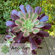 Load image into Gallery viewer, Aeonium &#39;Eden&#39;
