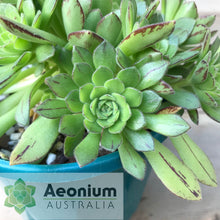 Load image into Gallery viewer, Aeonium &#39;Cupcake&#39;
