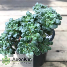 Load image into Gallery viewer, Aichryson bethencourtianum
