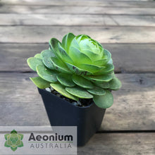 Load image into Gallery viewer, Aeonium diplocyclum (ex. Alojera, La Gomera)
