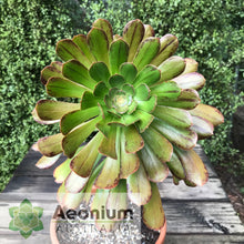 Load image into Gallery viewer, Aeonium arboreum &#39;Madara&#39;
