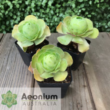 Load image into Gallery viewer, Aeonium diplocyclum (ex. Alojera, La Gomera)
