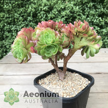 Load image into Gallery viewer, Aeonium &#39;Blushing Beauty&#39; Crest
