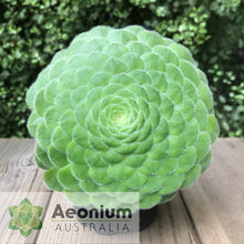 Load image into Gallery viewer, Aeonium tabuliforme

