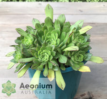 Load image into Gallery viewer, Aeonium &#39;Cupcake&#39;
