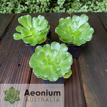 Load image into Gallery viewer, Aeonium arboreum var. arboreum
