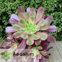 Load image into Gallery viewer, Aeonium &#39;Eden&#39;
