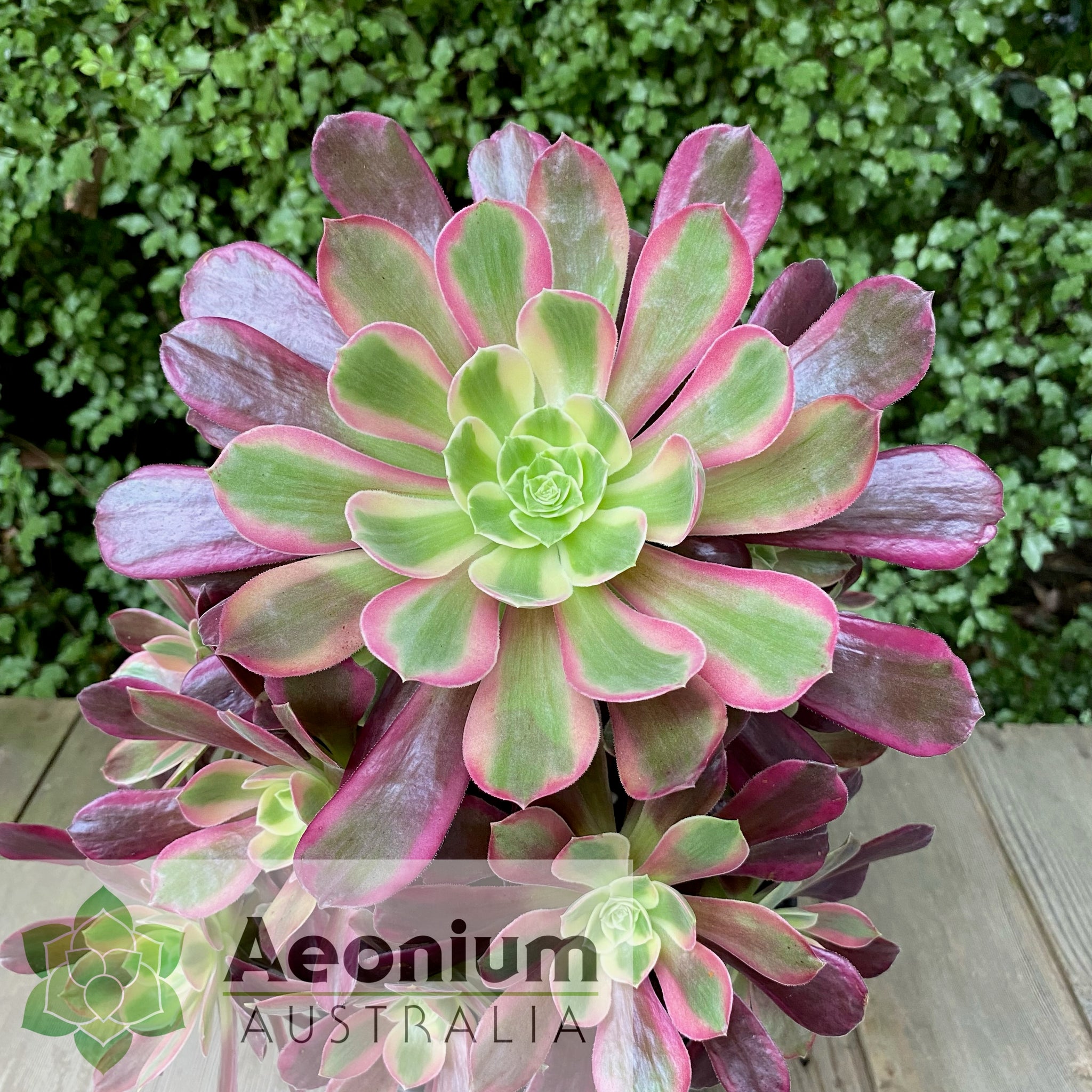 succulent eden Aeonium 'Eden' – Aeonium Australia