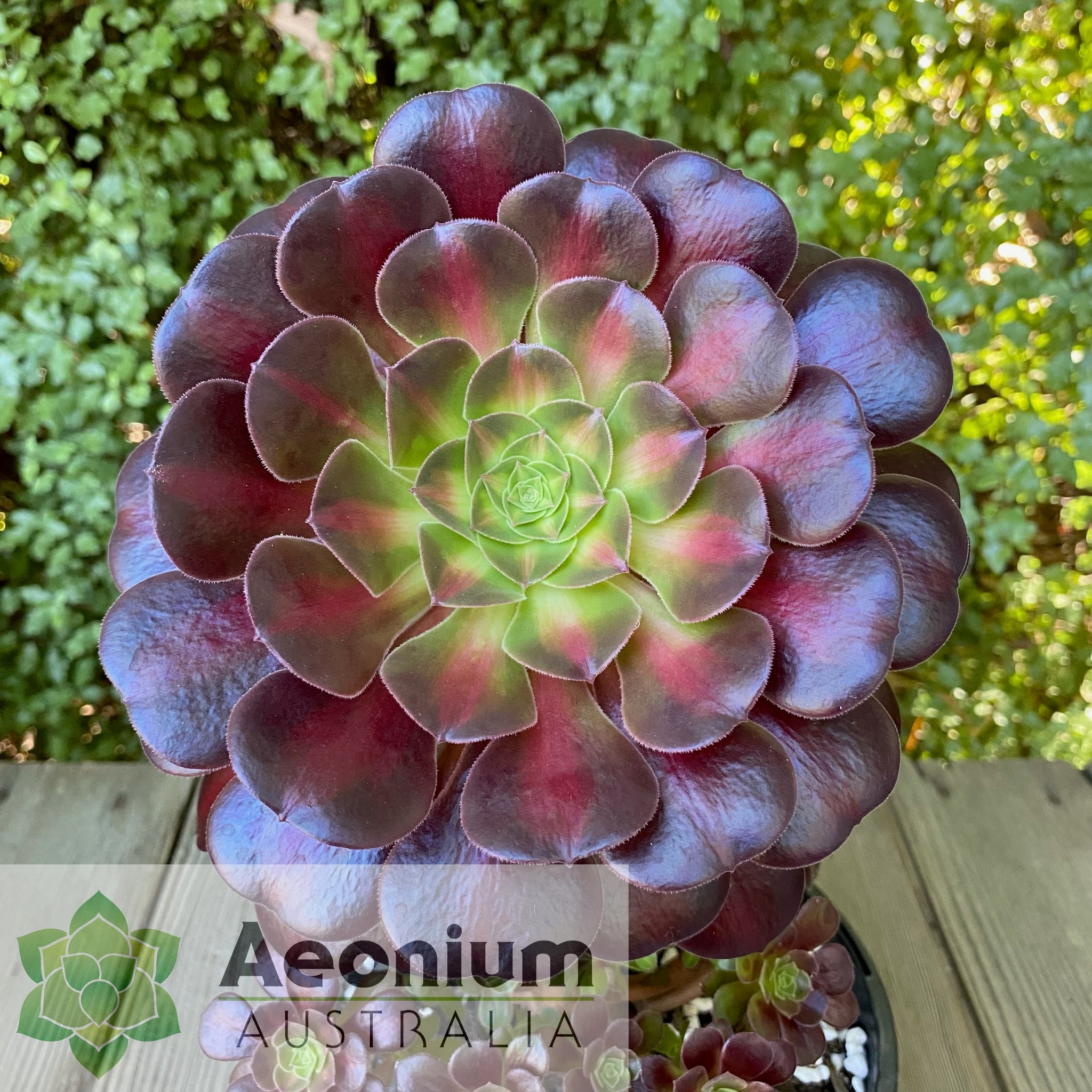 kilimanjaro succulent Aeonium 'Kilimanjaro'