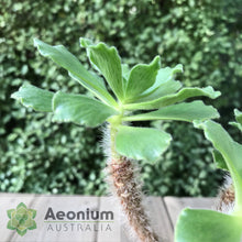 Load image into Gallery viewer, Aeonium smithii
