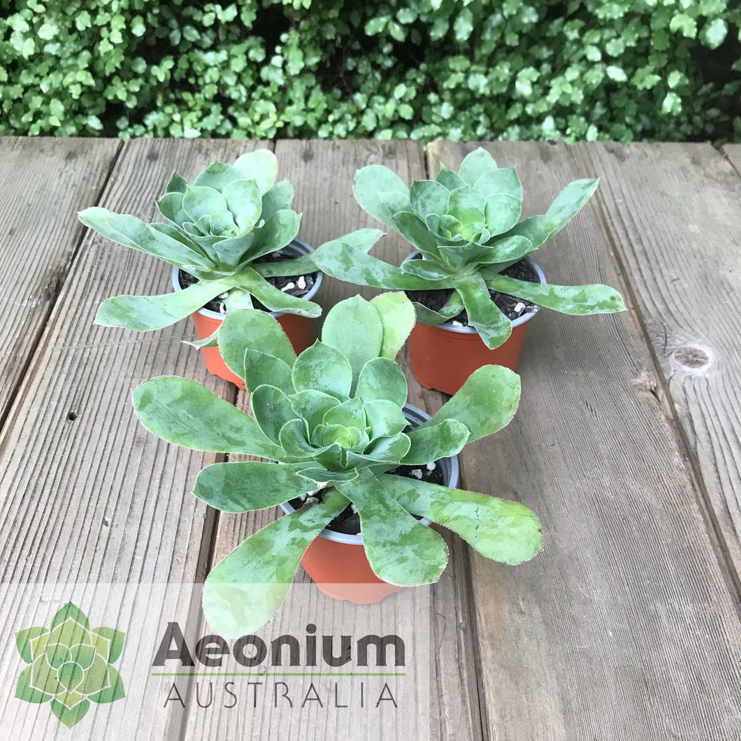 Aeonium cuneatum