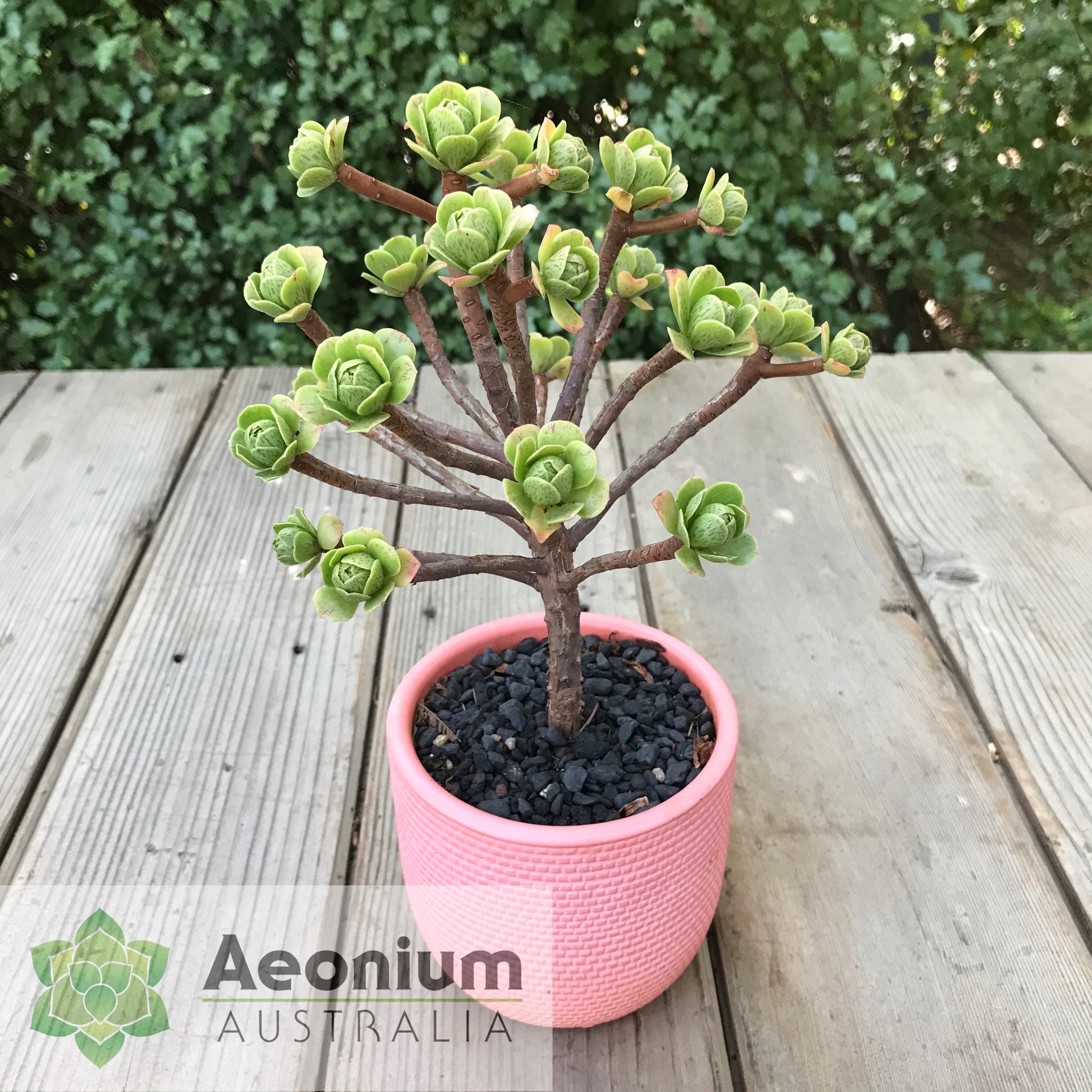 AEONIUM (Aeonium spathulatum) 20 semi