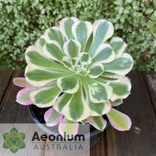Load image into Gallery viewer, Aeonium &#39;Rain Flower&#39;
