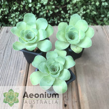 Load image into Gallery viewer, Aeonium diplocyclum (ex. Alojera, La Gomera)
