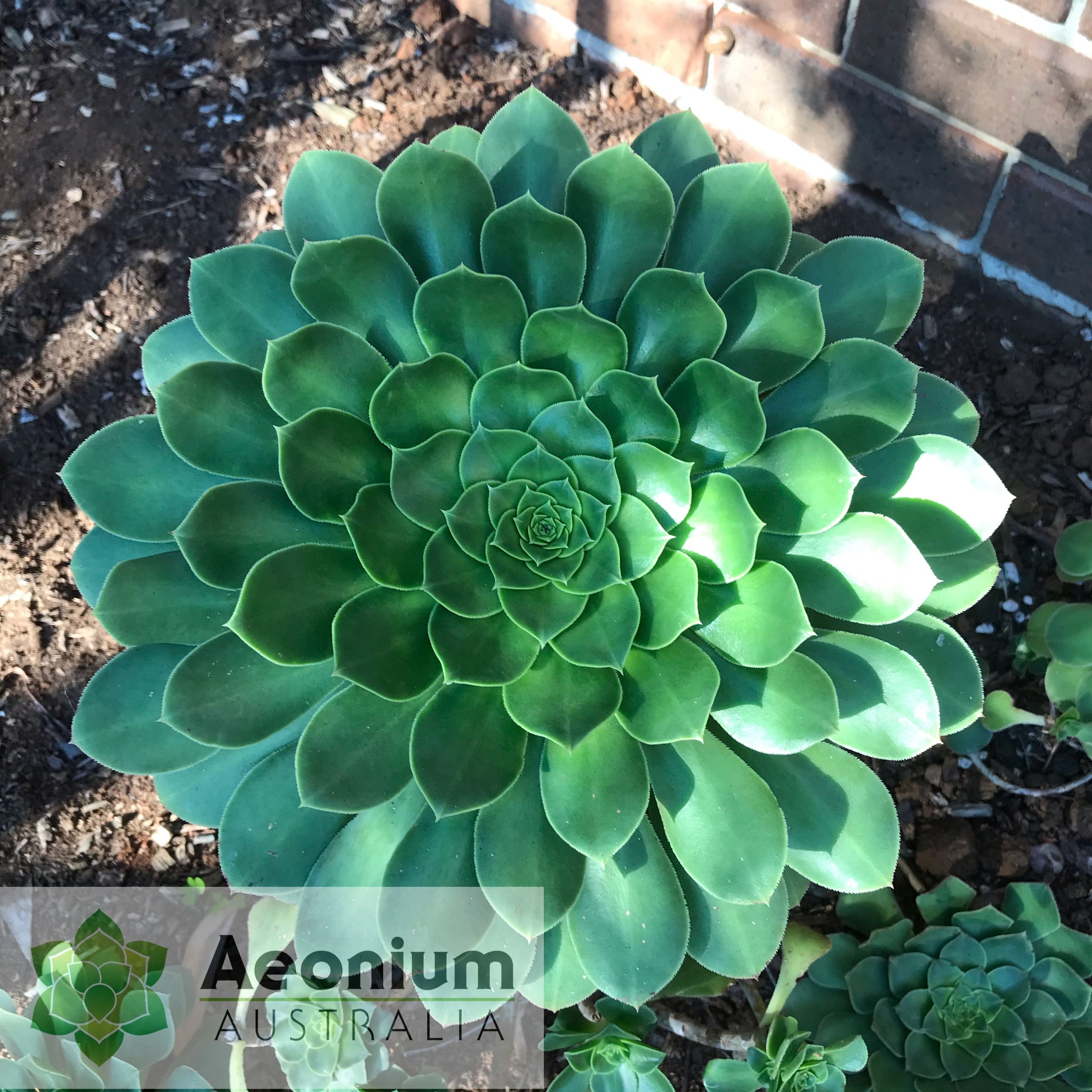 green goddess succulent Aeonium hybrid / Succulents – Aeonium Australia