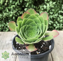 Load image into Gallery viewer, Aeonium glandulosum

