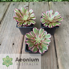 Load image into Gallery viewer, Aeonium &#39;Zixia Fairy&#39;

