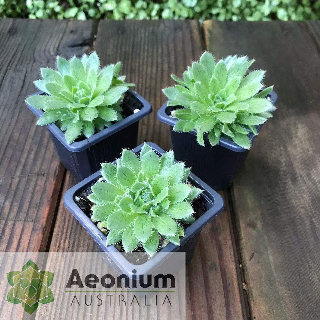 Aeonium simsii